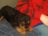 Colt, a male Airedale Terrier for sale in Charlestown, IN – Photo 1 of 4