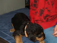 Colt, a male Airedale Terrier for sale in Charlestown, IN – Photo 4 of 4