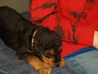 Colt, a male Airedale Terrier for sale in Charlestown, IN – Photo 3 of 4