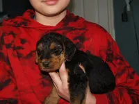 Colt, a male Airedale Terrier for sale in Charlestown, IN – Photo 2 of 4