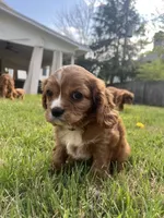 Lizzie, a female Cavalier King Charles Spaniel for sale in Arlington, TX – Photo 6 of 10