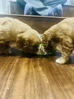 Lizzie, a female Cavalier King Charles Spaniel for sale in Arlington, TX – Photo 10 of 10