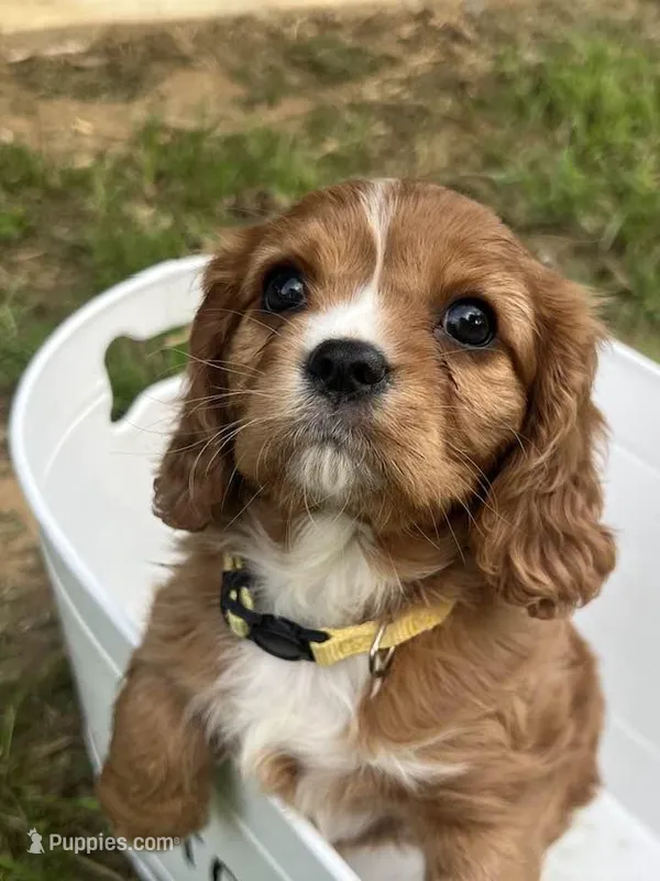 Lizzie – Cavalier King Charles Spaniel puppy for sale in Arlington, TX