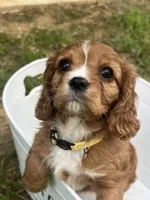 Lizzie, a female Cavalier King Charles Spaniel for sale in Arlington, TX – Photo 1 of 10