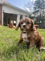 Lizzie, a female Cavalier King Charles Spaniel for sale in Arlington, TX – Photo 5 of 10