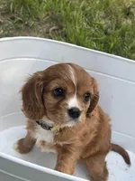 Lizzie, a female Cavalier King Charles Spaniel for sale in Arlington, TX – Photo 3 of 10