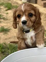 Lizzie, a female Cavalier King Charles Spaniel for sale in Arlington, TX – Photo 2 of 10