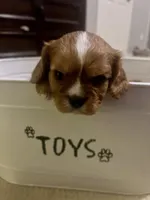 Lizzie, a female Cavalier King Charles Spaniel for sale in Arlington, TX – Photo 7 of 10