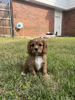 Lizzie, a female Cavalier King Charles Spaniel for sale in Arlington, TX – Photo 4 of 10