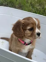 Zara, a female Cavalier King Charles Spaniel for sale in Arlington, TX – Photo 2 of 10