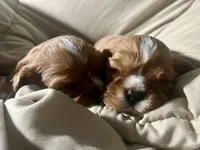 Zara, a female Cavalier King Charles Spaniel for sale in Arlington, TX – Photo 8 of 10