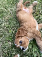 Zara, a female Cavalier King Charles Spaniel for sale in Arlington, TX – Photo 5 of 10