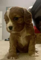 Zara, a female Cavalier King Charles Spaniel for sale in Arlington, TX – Photo 10 of 10