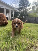 Zara, a female Cavalier King Charles Spaniel for sale in Arlington, TX – Photo 3 of 10