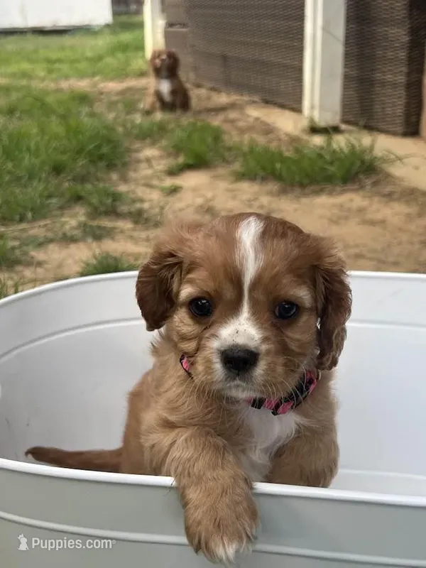 Zara – Cavalier King Charles Spaniel puppy for sale in Arlington, TX