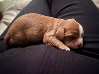 Zara, a female Cavalier King Charles Spaniel for sale in Arlington, TX – Photo 6 of 10