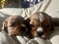 Casey, a male Cavalier King Charles Spaniel for sale in Arlington, TX – Photo 10 of 10