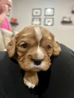 Casey, a male Cavalier King Charles Spaniel for sale in Arlington, TX – Photo 7 of 10