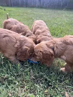 Casey, a male Cavalier King Charles Spaniel for sale in Arlington, TX – Photo 2 of 10