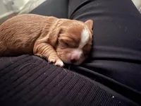 Casey, a male Cavalier King Charles Spaniel for sale in Arlington, TX – Photo 4 of 10