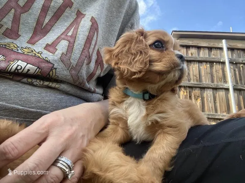 Casey – Cavalier King Charles Spaniel puppy for sale in Arlington, TX