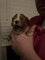 Casey, a male Cavalier King Charles Spaniel for sale in Arlington, TX – Photo 9 of 10