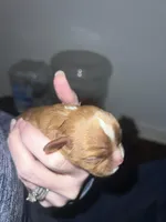 Casey, a male Cavalier King Charles Spaniel for sale in Arlington, TX – Photo 3 of 10