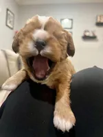 Casey, a male Cavalier King Charles Spaniel for sale in Arlington, TX – Photo 6 of 10