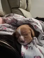 Casey, a male Cavalier King Charles Spaniel for sale in Arlington, TX – Photo 5 of 10