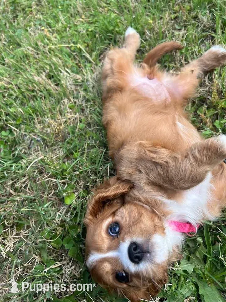 Zara, a female Cavalier King Charles Spaniel for sale in Arlington, TX – Photo 4 of 10