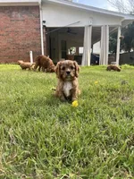 GiGi , a female Cavalier King Charles Spaniel for sale in Arlington, TX – Photo 2 of 10