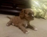 GiGi , a female Cavalier King Charles Spaniel for sale in Arlington, TX – Photo 6 of 10