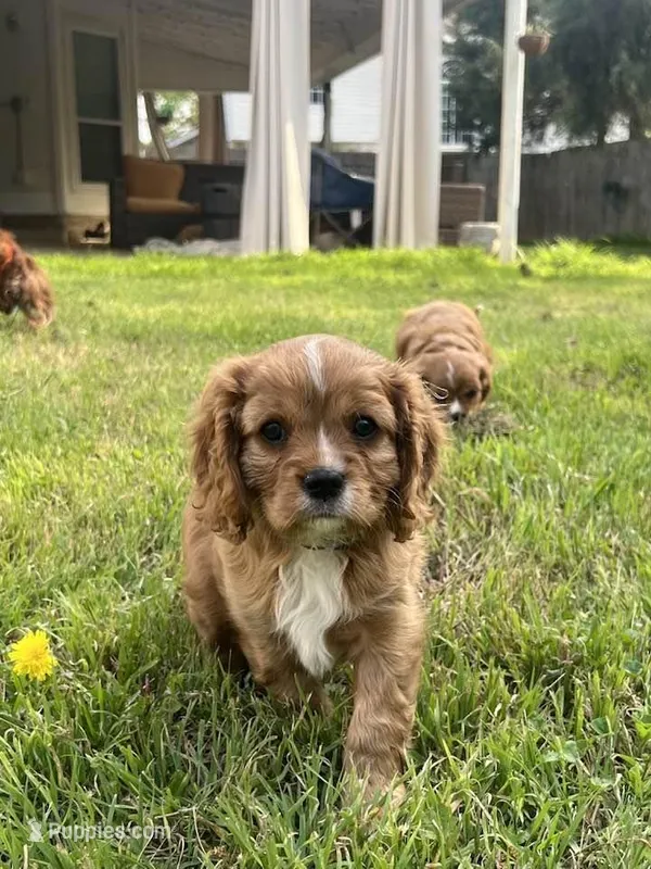 GiGi  – Cavalier King Charles Spaniel puppy for sale in Arlington, TX