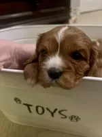 GiGi , a female Cavalier King Charles Spaniel for sale in Arlington, TX – Photo 9 of 10