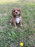 GiGi , a female Cavalier King Charles Spaniel for sale in Arlington, TX – Photo 3 of 10