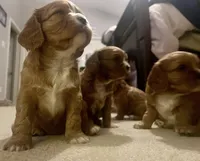 GiGi , a female Cavalier King Charles Spaniel for sale in Arlington, TX – Photo 10 of 10