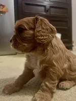 GiGi , a female Cavalier King Charles Spaniel for sale in Arlington, TX – Photo 5 of 10