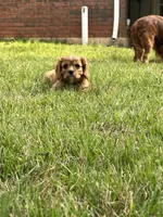 GiGi , a female Cavalier King Charles Spaniel for sale in Arlington, TX – Photo 4 of 10