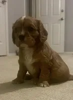 GiGi , a female Cavalier King Charles Spaniel for sale in Arlington, TX – Photo 8 of 10