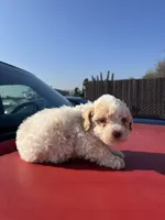 Toy poodle, a female Poodle - Toy  for sale in Lindsay, CA – Photo 3 of 3