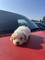 Toy poodle, a female Poodle - Toy  for sale in Lindsay, CA – Photo 2 of 3
