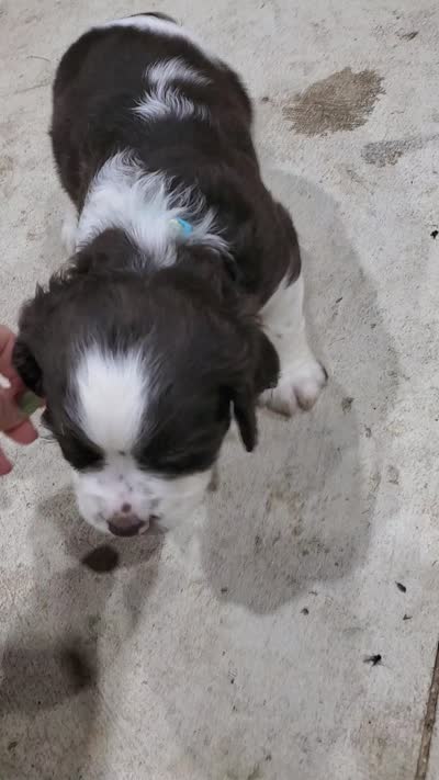 Baby Puppy, a male English Springer Spaniel for sale in Latrobe, PA – 5 of 5