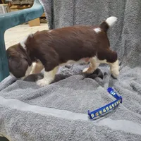 Elmer, a male English Springer Spaniel for sale in Latrobe, PA – 2 of 4