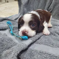 Baby Puppy, a male English Springer Spaniel for sale in Latrobe, PA – 3 of 5