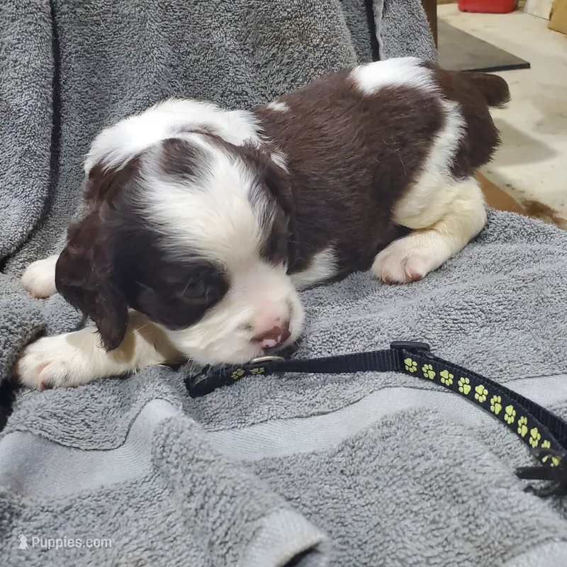 Black – English Springer Spaniel puppy for sale in Latrobe, PA