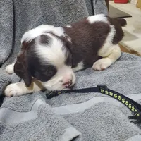 Black, a male English Springer Spaniel for sale in Latrobe, PA – 1 of 5