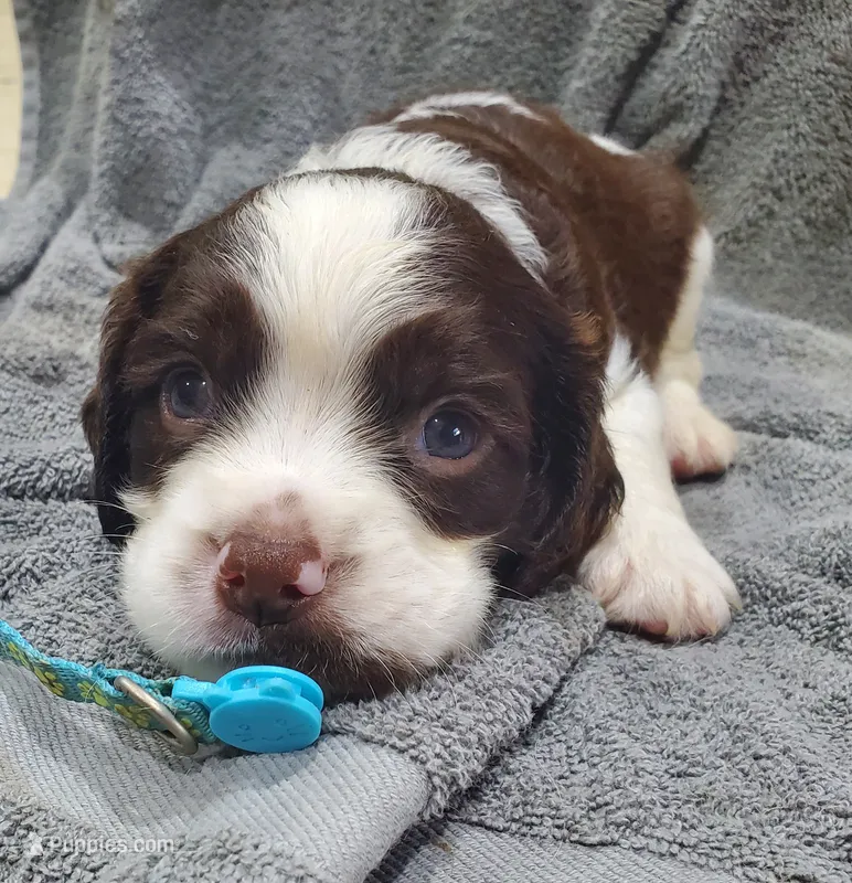 Baby Puppy – English Springer Spaniel puppy for sale in Latrobe, PA