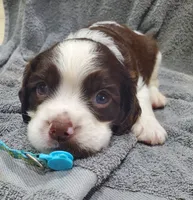 Baby Puppy, a male English Springer Spaniel for sale in Latrobe, PA – 1 of 5
