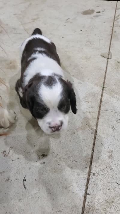 Black, a male English Springer Spaniel for sale in Latrobe, PA – 5 of 5