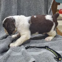 Black, a male English Springer Spaniel for sale in Latrobe, PA – 2 of 5